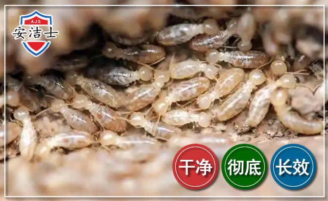 西沙区白蚁防治