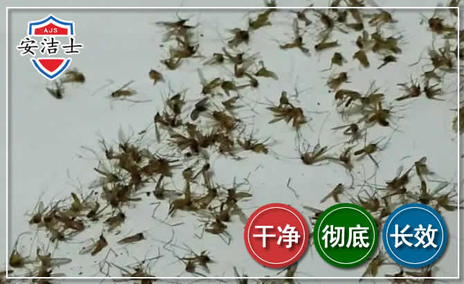 西沙区苍蝇防治-灭蝇