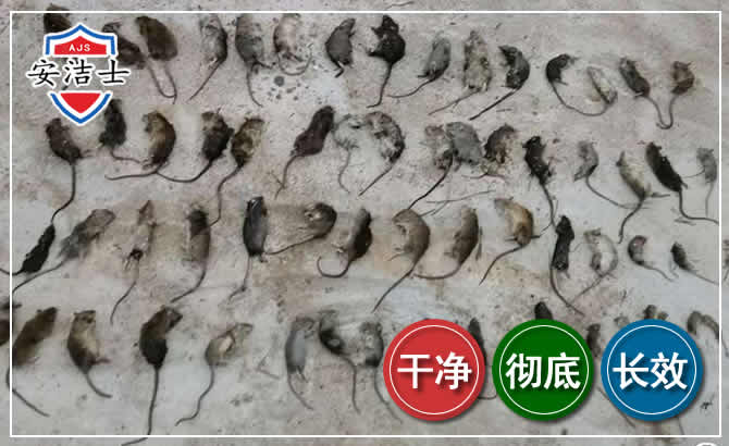 西沙区鼠害防治-灭鼠