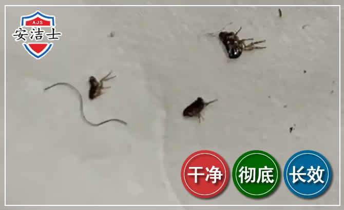 西沙区跳蚤防治-灭跳蚤