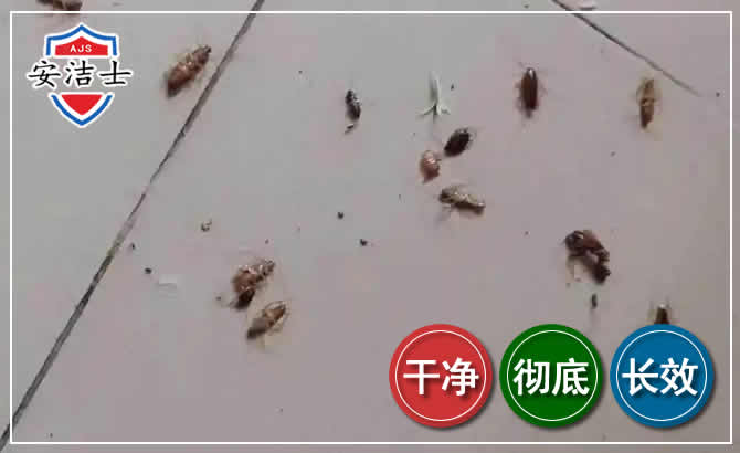 西沙区蟑螂防治-灭蟑螂