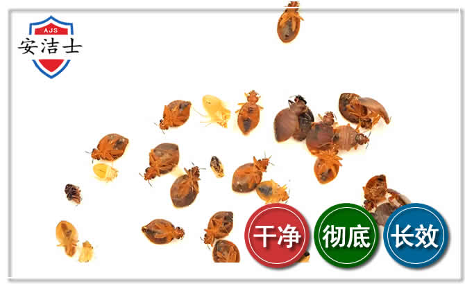 西沙区臭虫防治-消灭臭虫